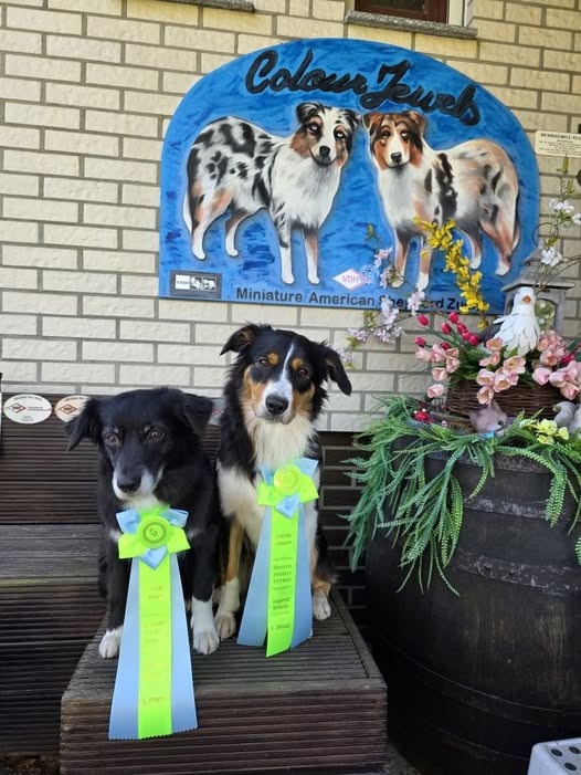 493602599_24085038127817015_4557773683366507898_n